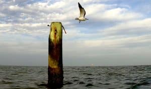 Screenshot from 50 States: Louisiana video installation