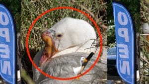 a digital collage that is a conceptual sketch for artist Yue Nakayama's video installation titled "Nonplus." The collage depicts commercial retail "open" banners, a duck in grass inside a red circle, and a small animated duck holding a machete in its mouth.